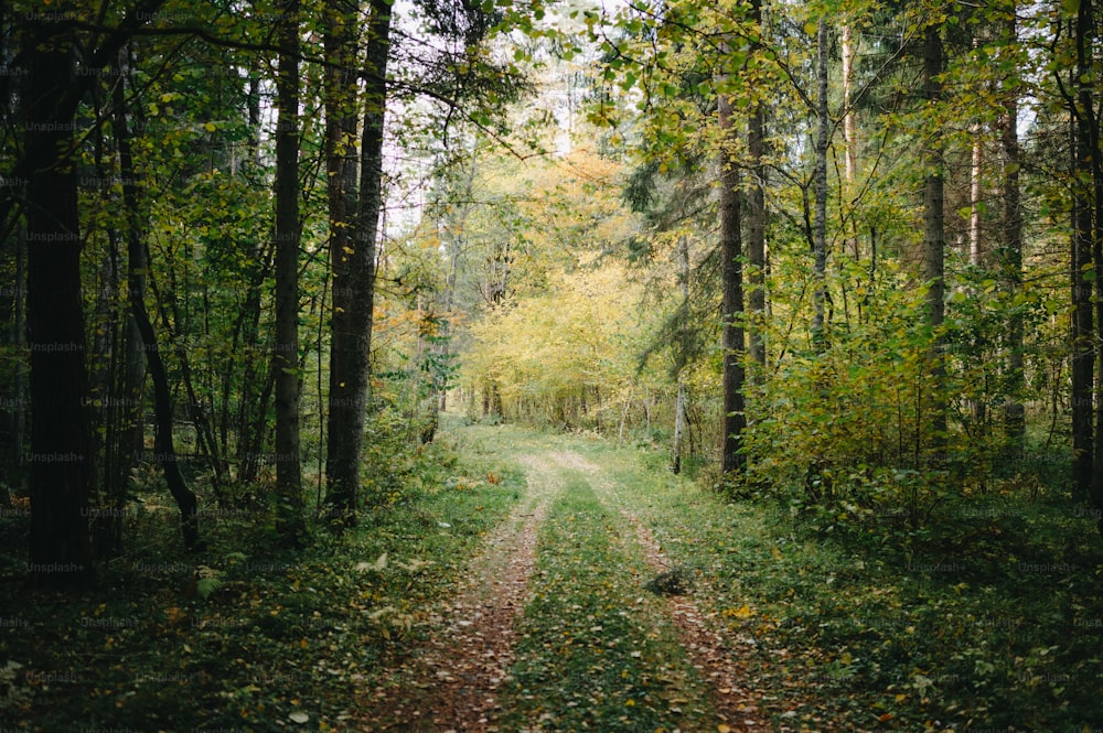 Un camino de tierra en medio de un bosque