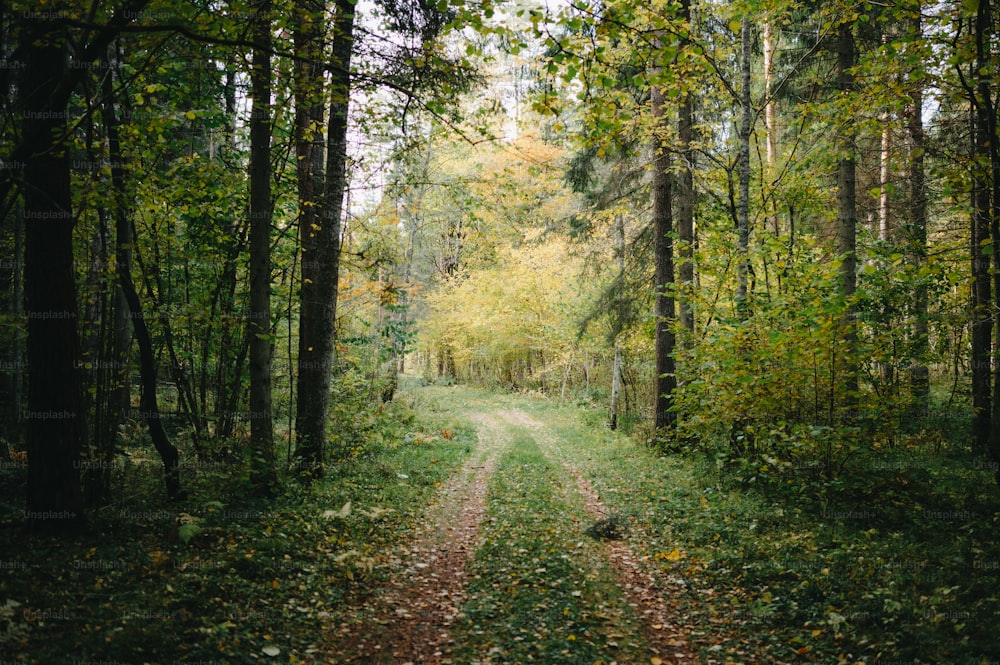 숲 한가운데있는 비포장 도로