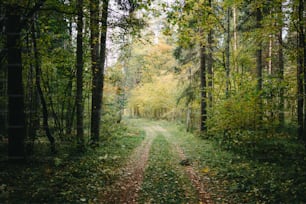 Un camino de tierra en medio de un bosque