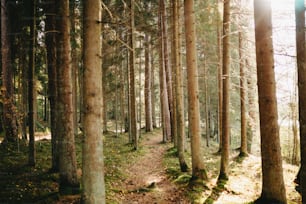 나무가 많은 숲 한가운데있는 길