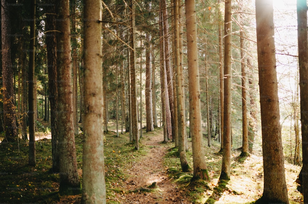 a path in the middle of a forest with lots of trees