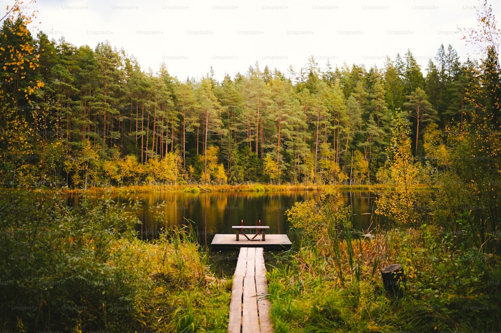 a bench sitting on a dock in the middle of a forest