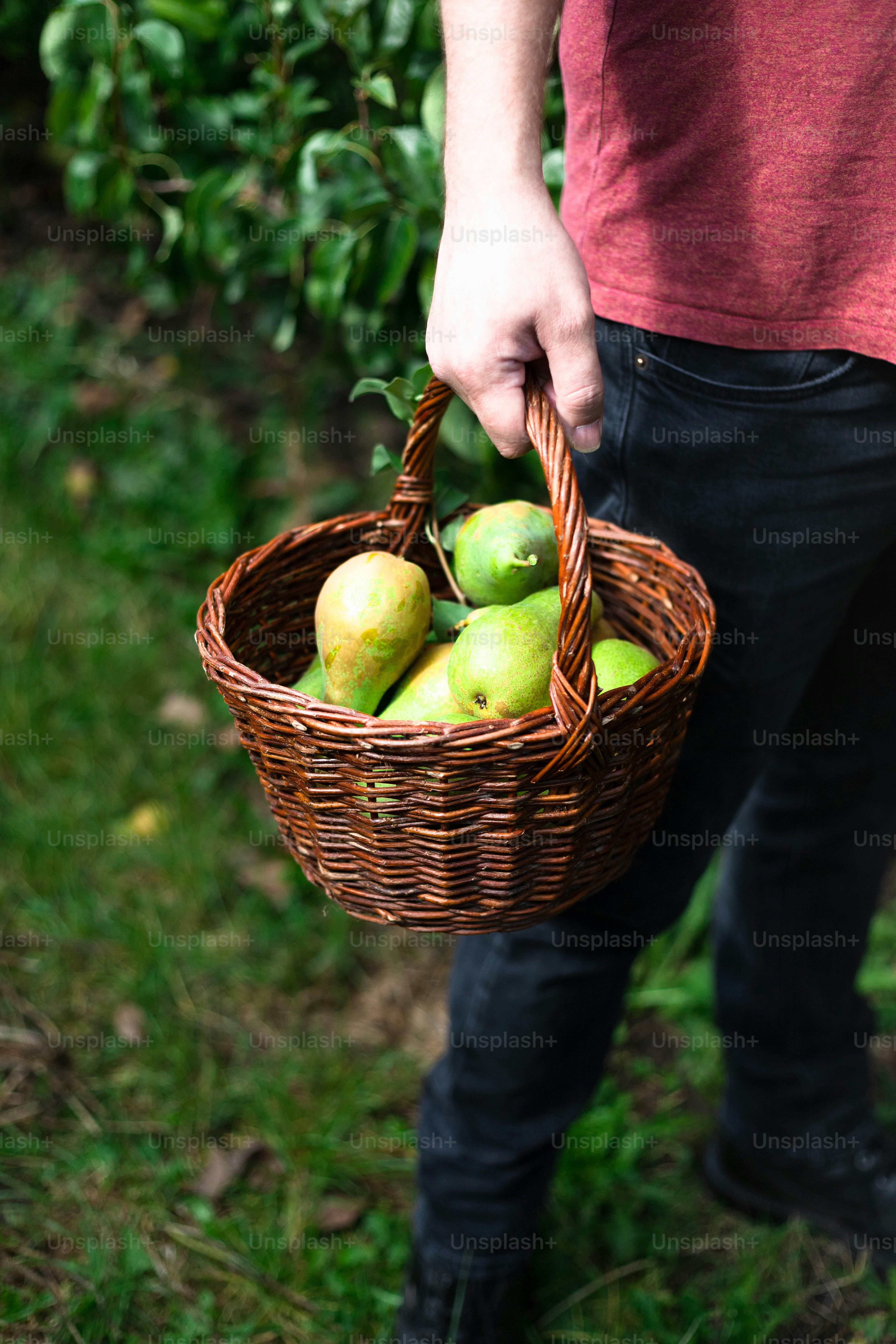 una persona che tiene un cesto pieno di mele verdi