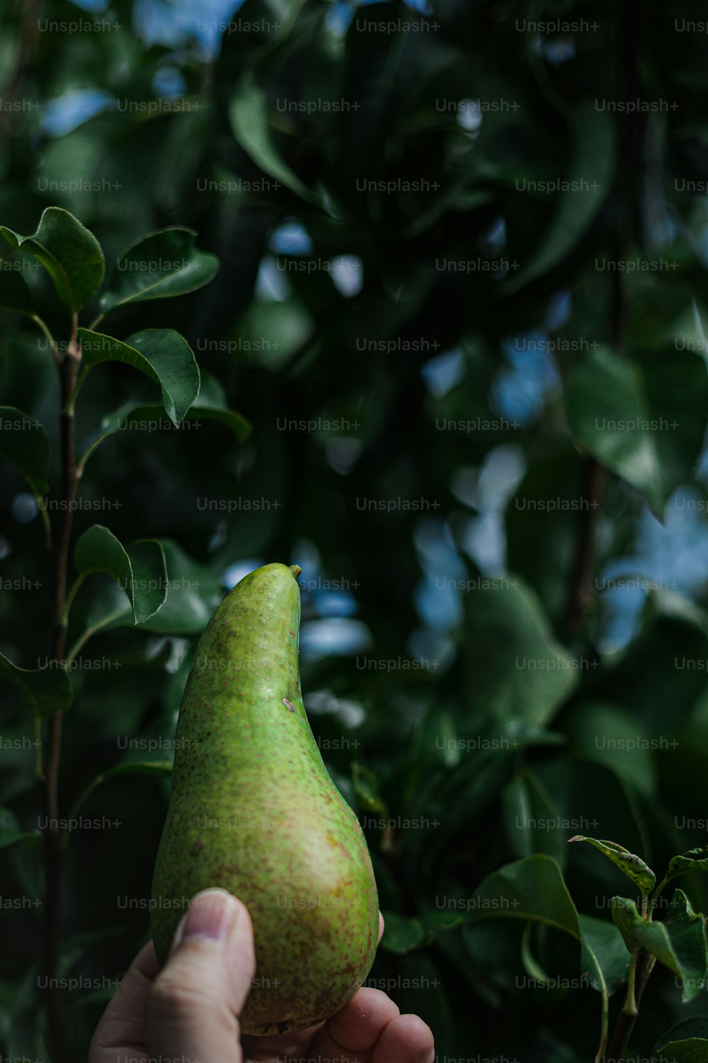 a hand holding a green pear in front of a tree