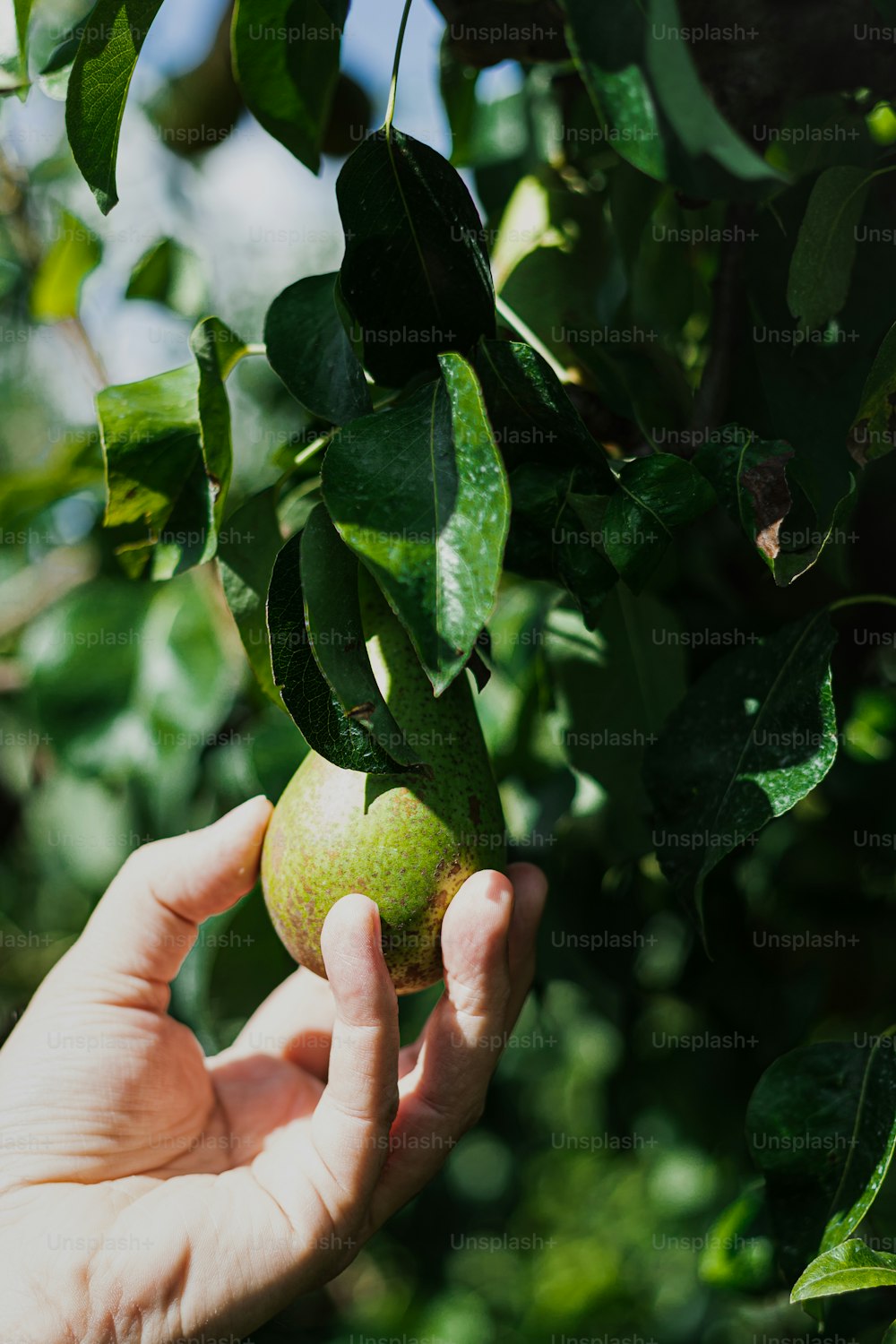 uma pessoa segurando uma maçã verde até uma árvore