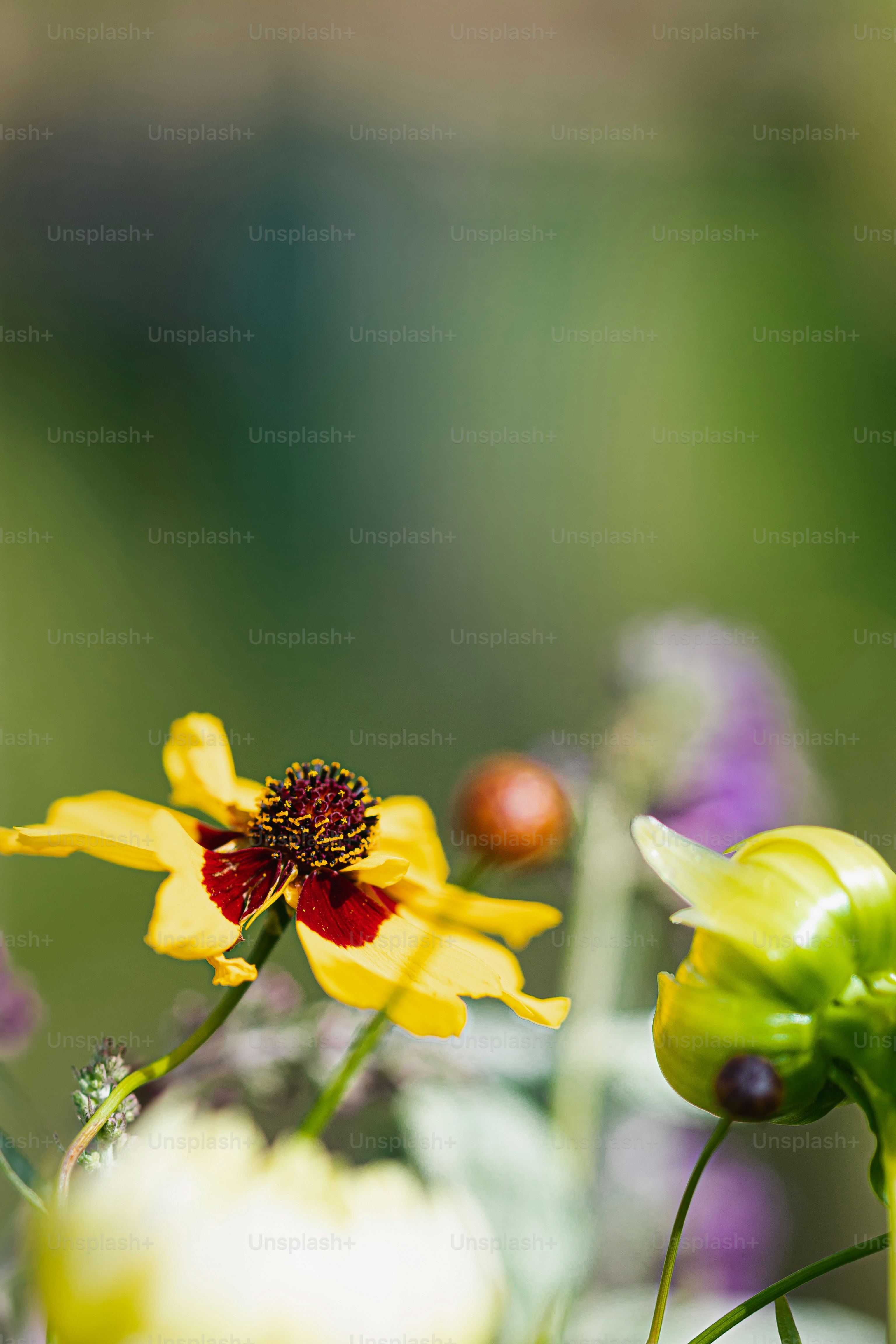 A close up of a flower with a blurry background photo – Flowers Image ...