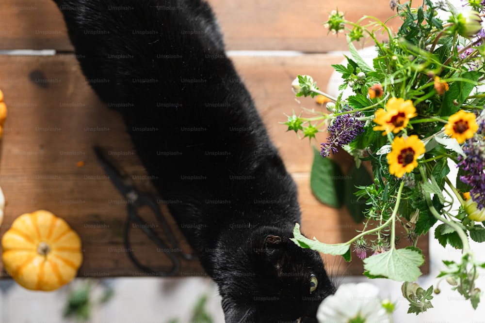 a black cat sniffing a bunch of flowers
