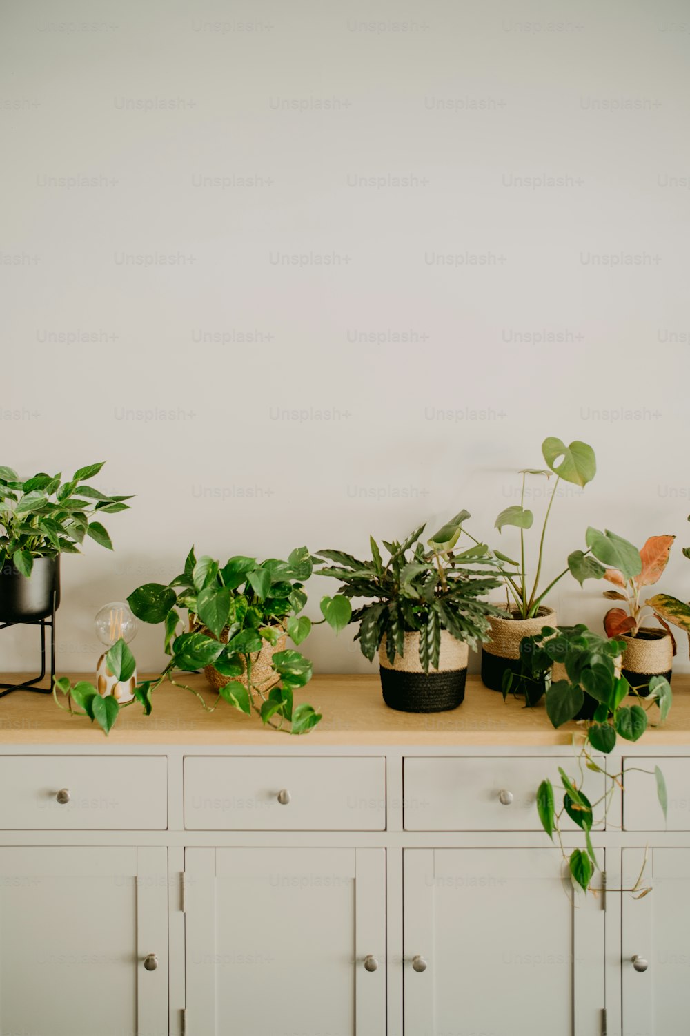 una fila di piante in vaso sedute sopra un bancone di legno