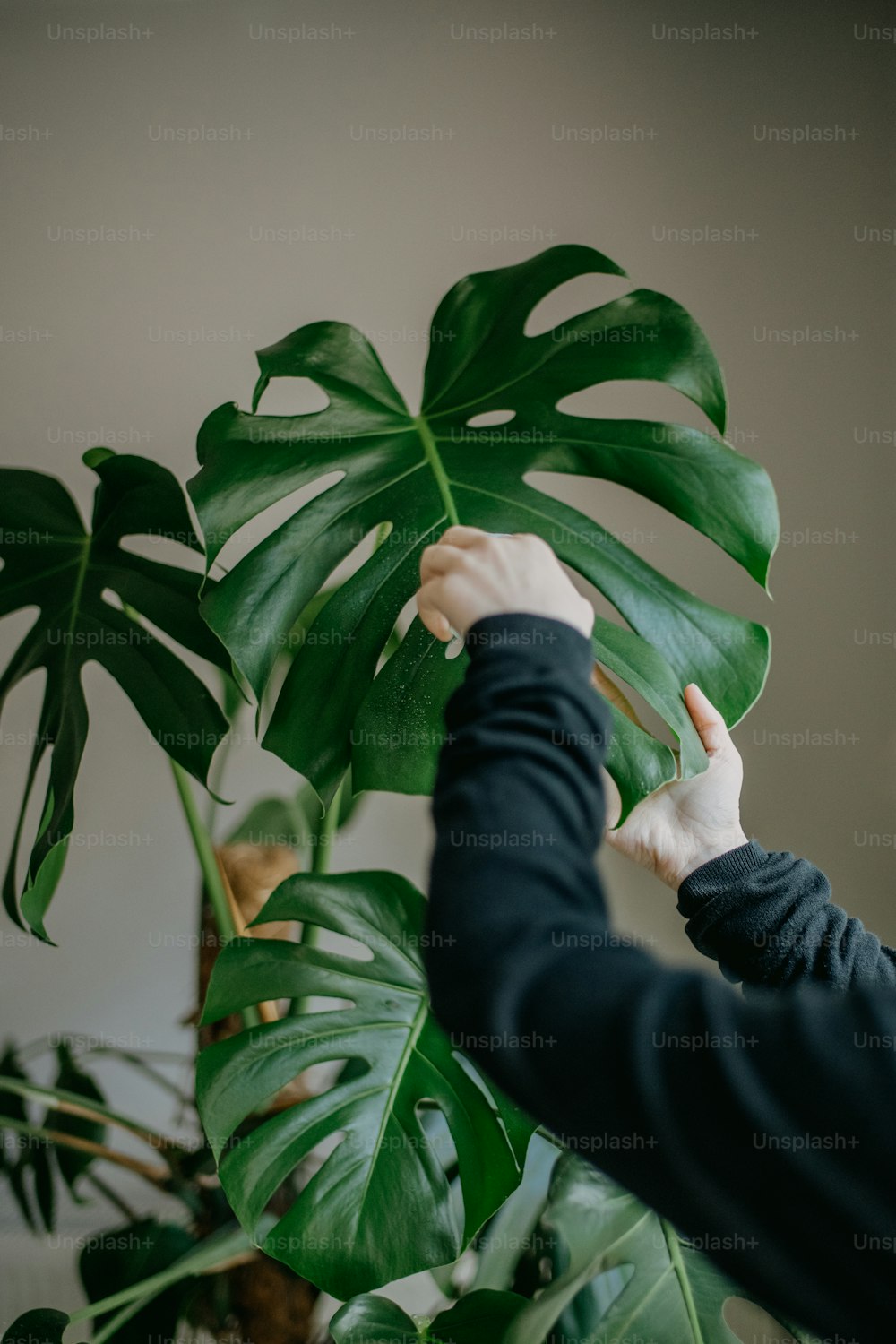 a person reaching up to a large green plant