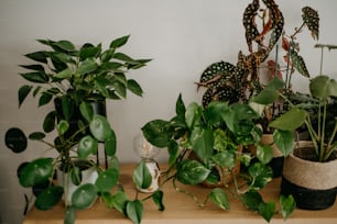 a wooden table topped with lots of green plants