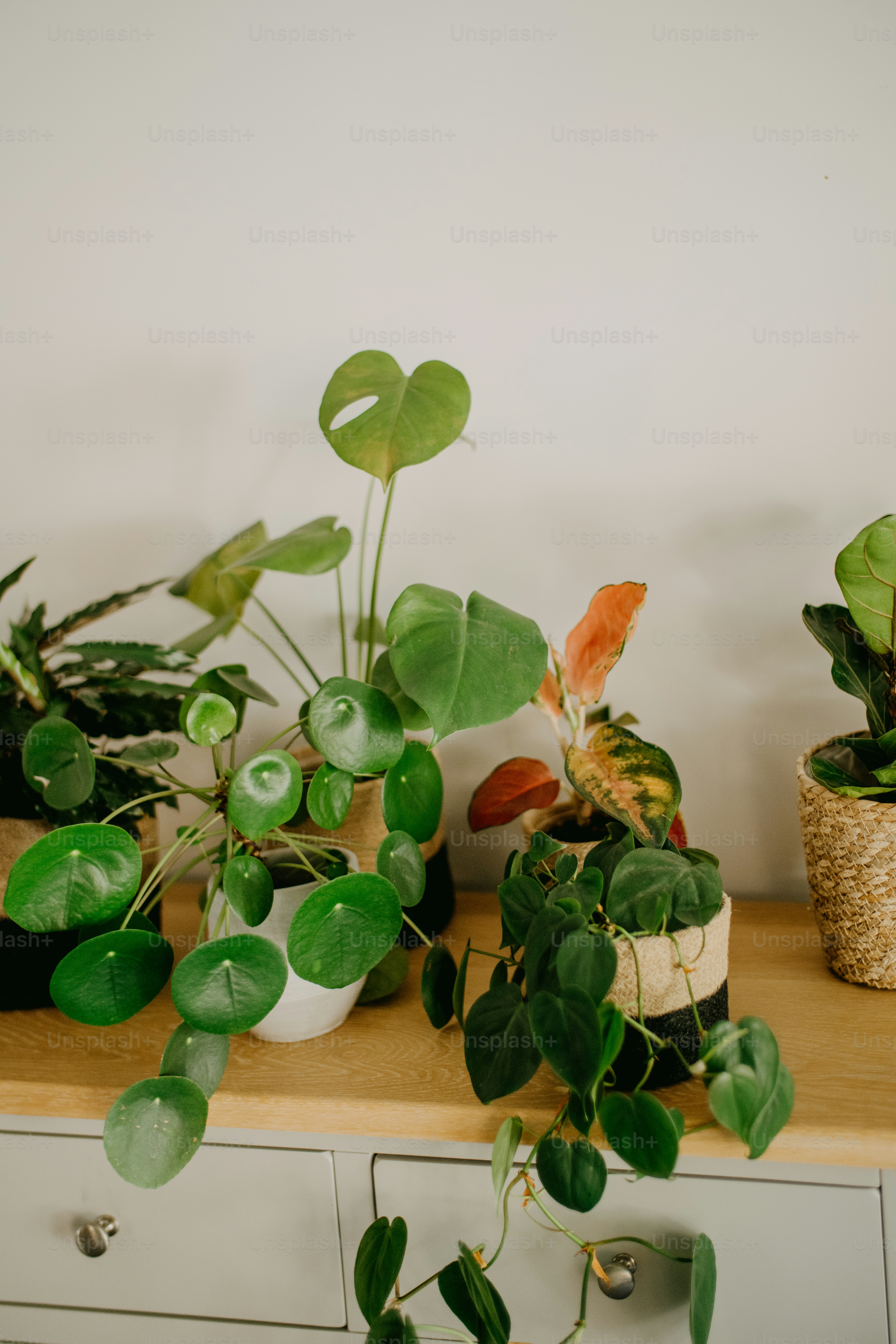 たくさんの緑の植物がトッピングされた木製のテーブル