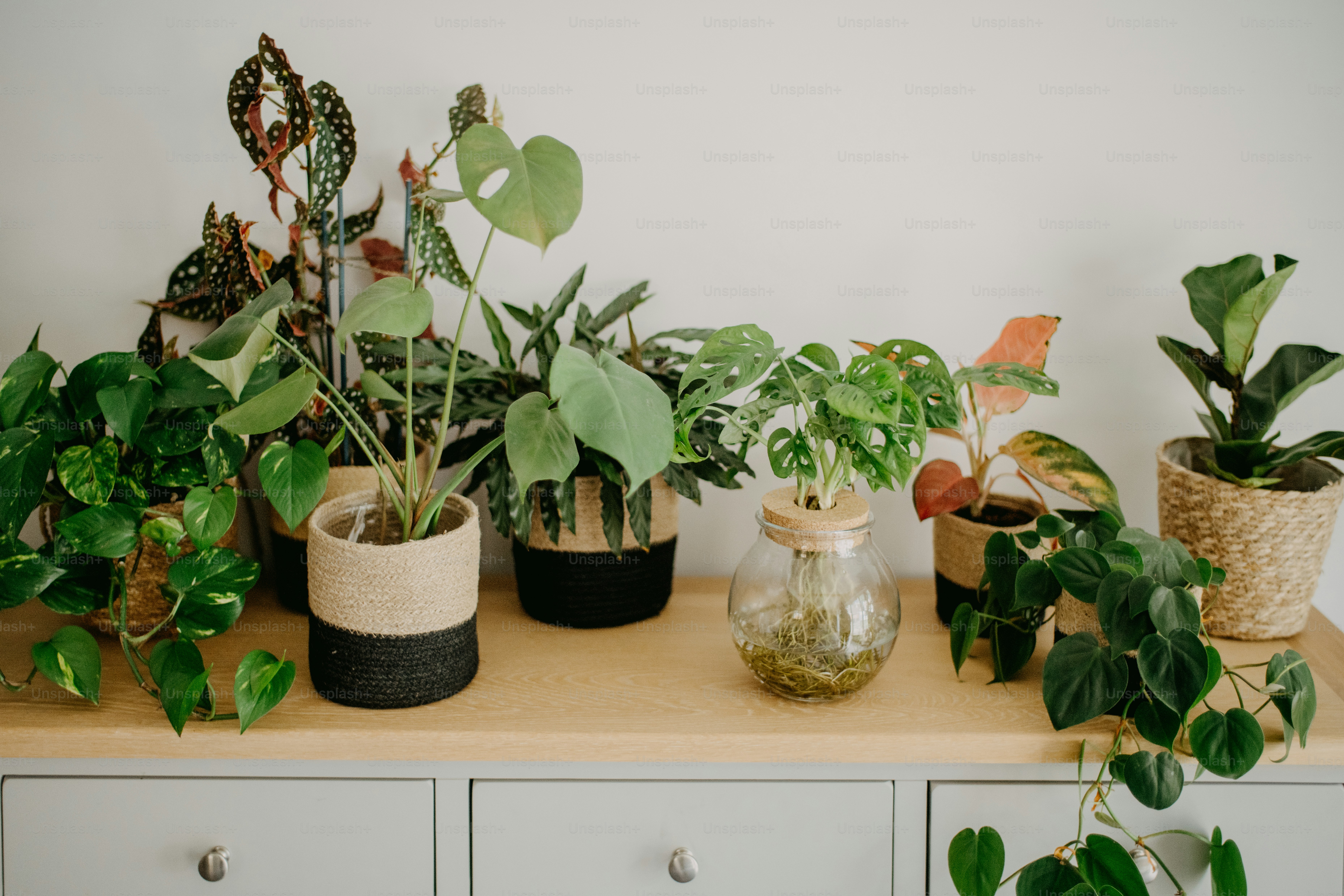 a table topped with lots of potted plants