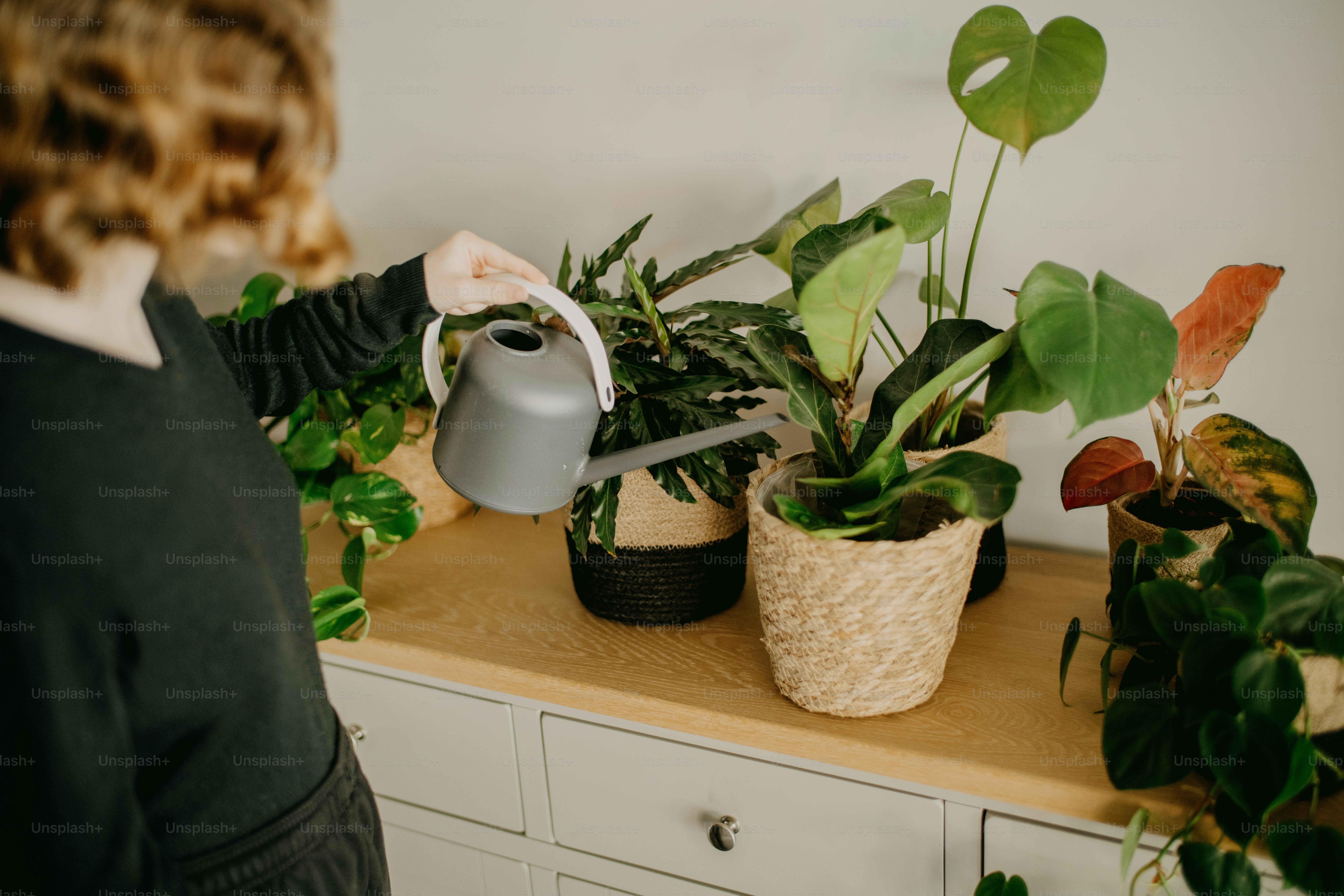 女性がテーブルの上の植物に水をやっている