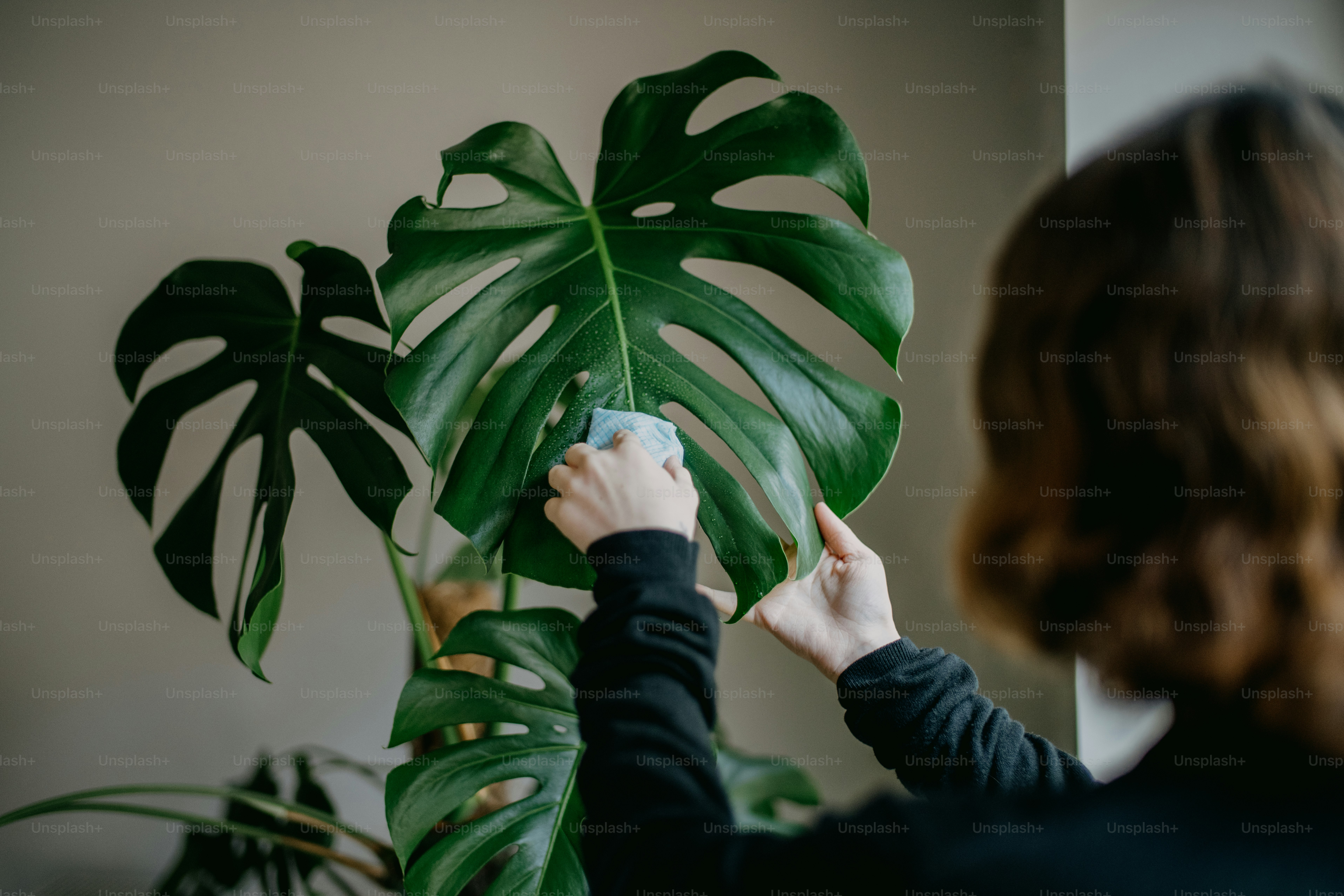 女性が大きな緑の植物を描いている