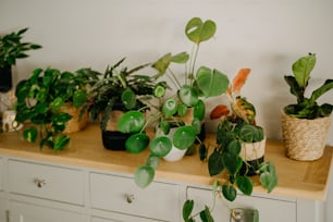 un bouquet de plantes assises sur une table