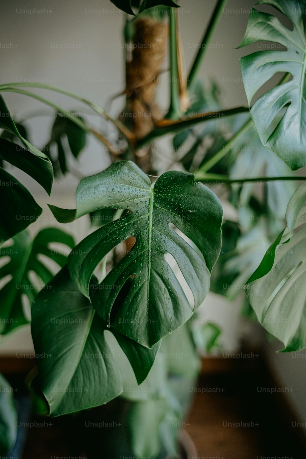 a close up of a plant with green leaves