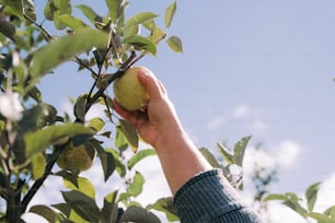 a hand is picking an apple from a tree