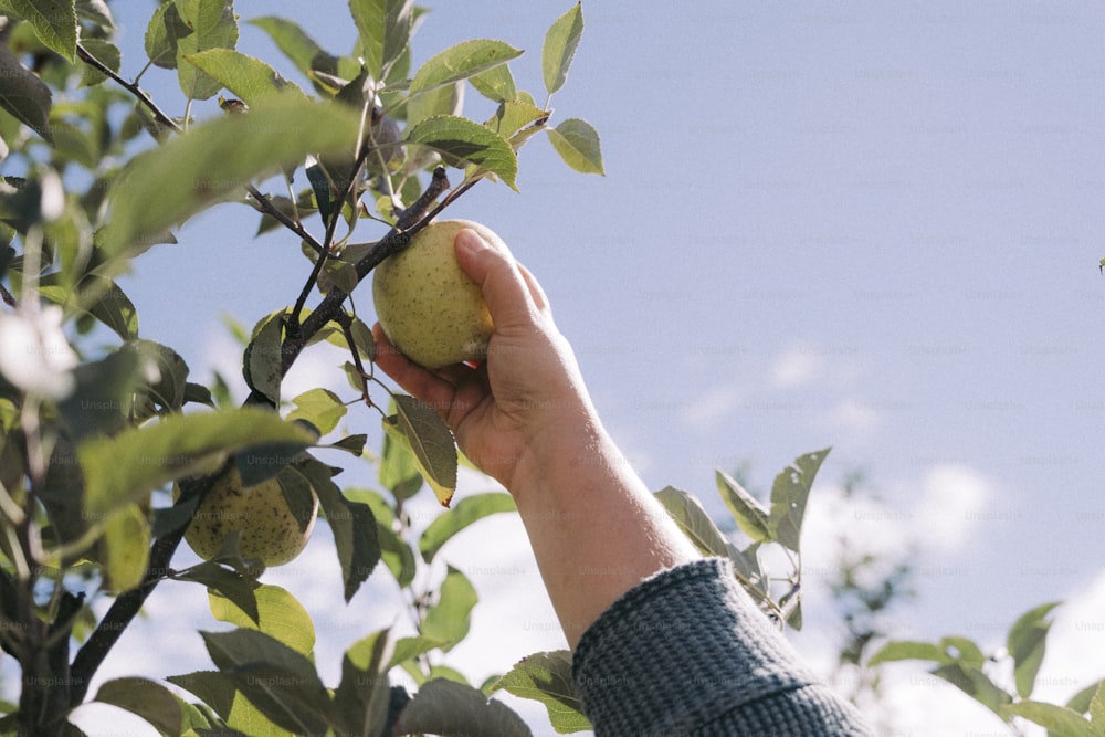 a hand is picking an apple from a tree