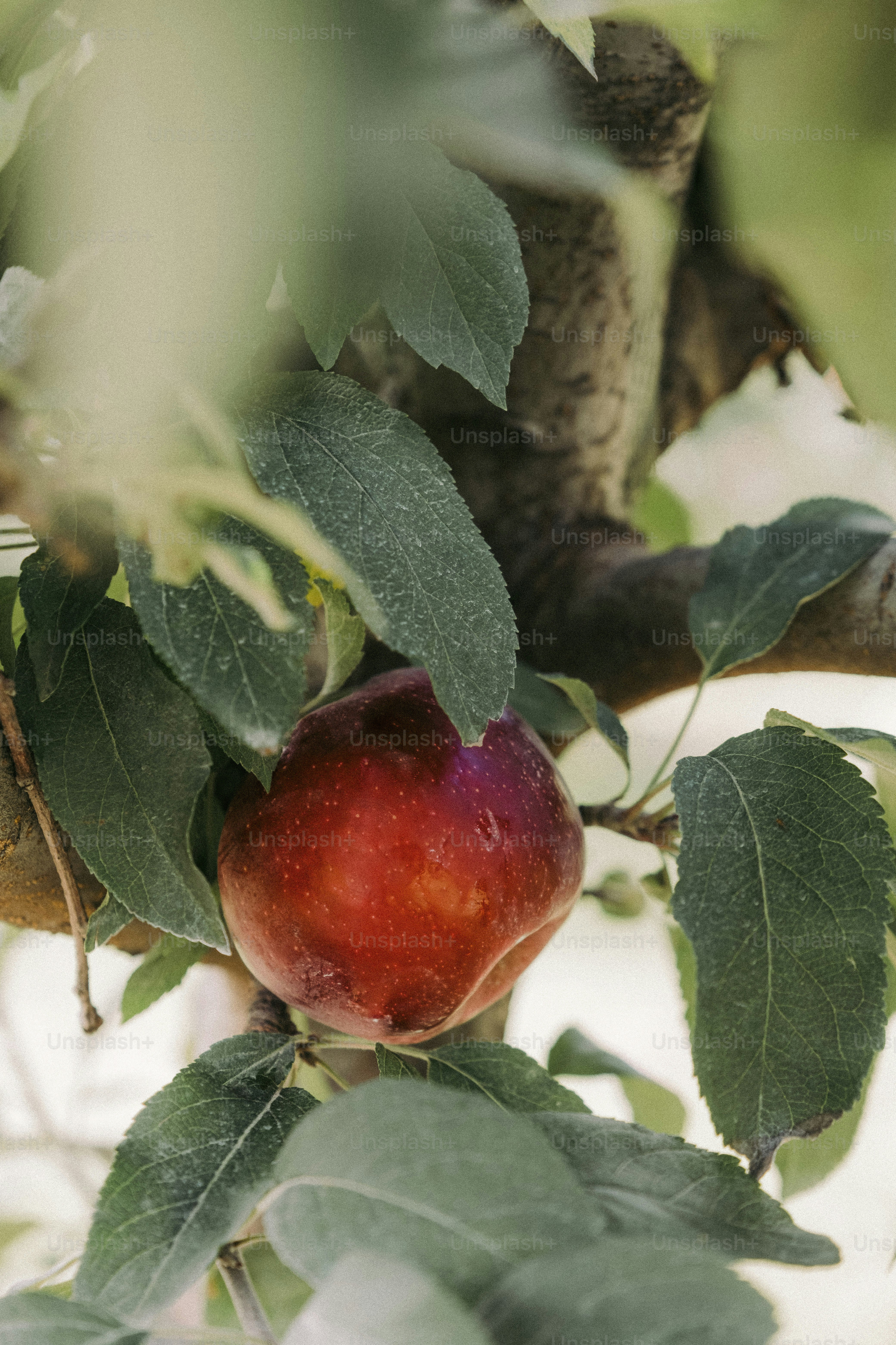 a red apple sitting on top of a tree branch