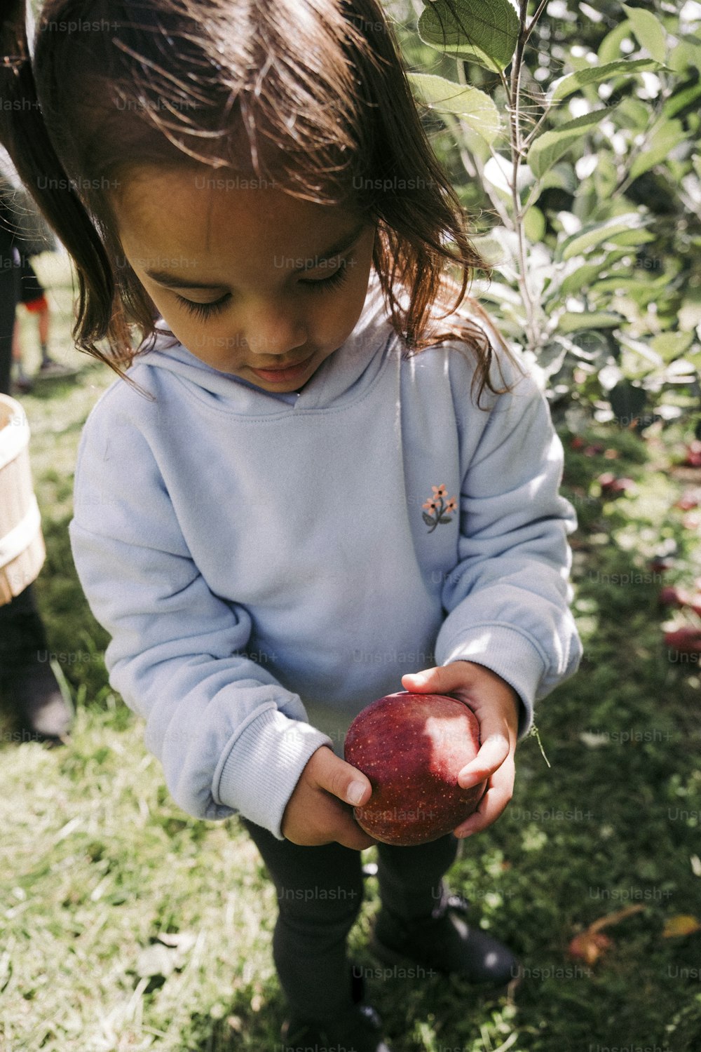 Una bambina che raccoglie una mela da un albero