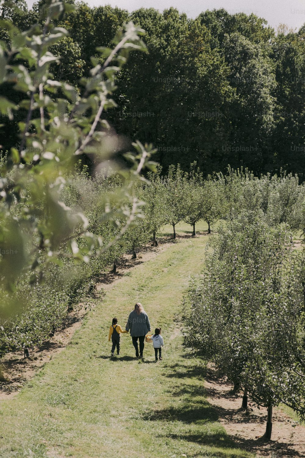 Um homem e duas crianças caminhando por um pomar de maçãs