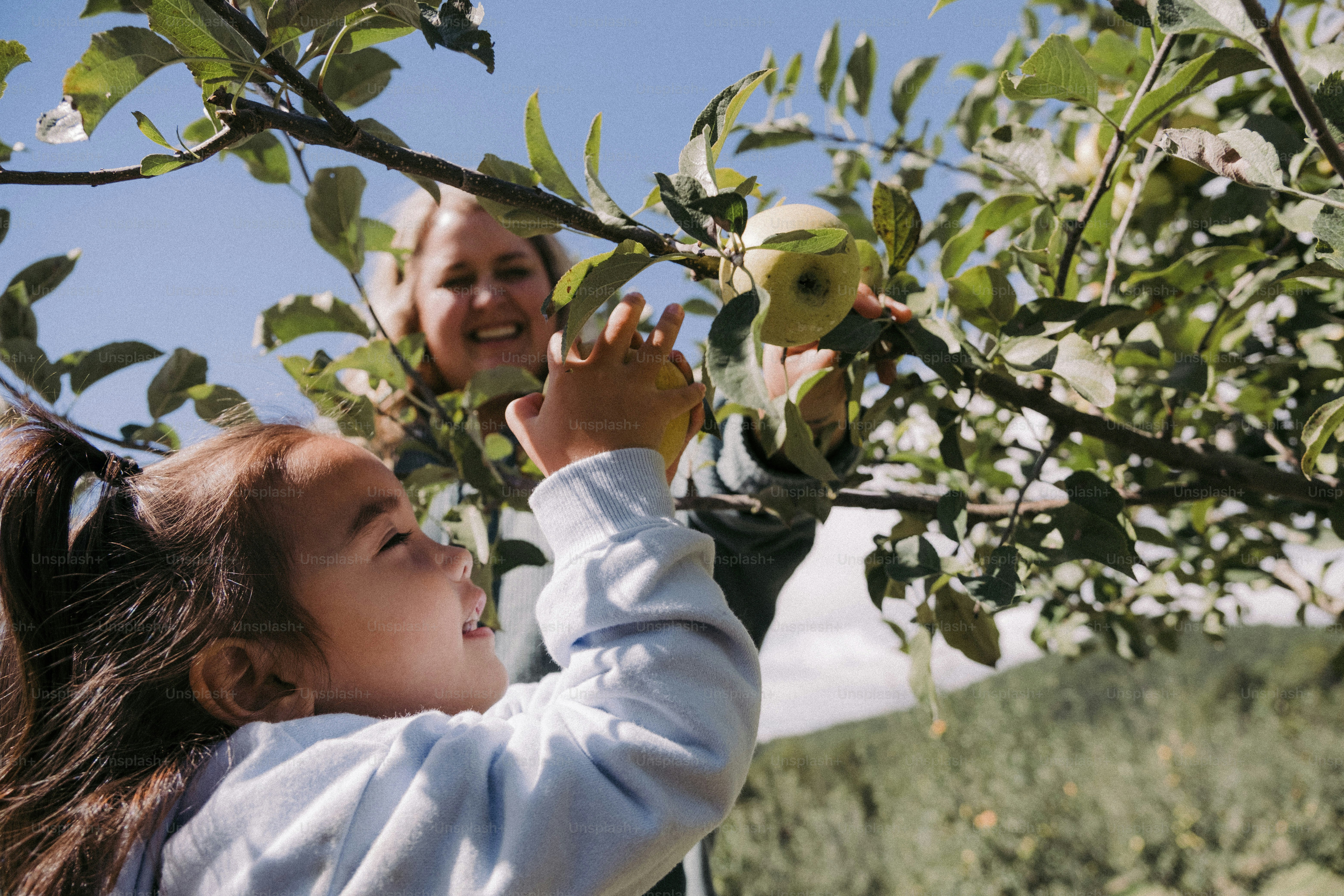 a little girl reaching up to pick an apple from a tree