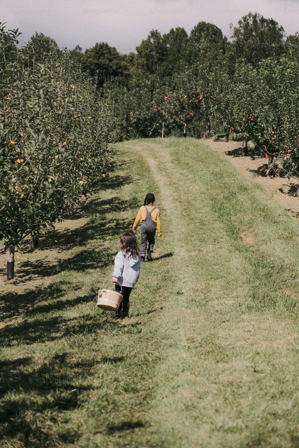 Dos niños recogiendo manzanas en un huerto de manzanas