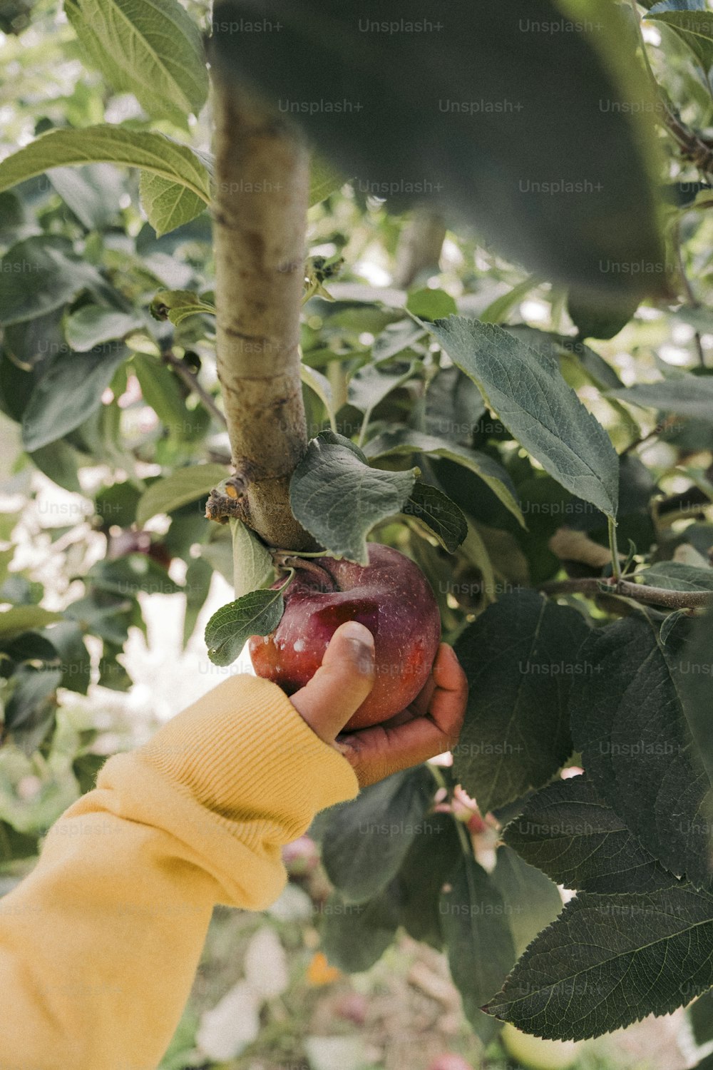 Una persona recogiendo una manzana de un árbol