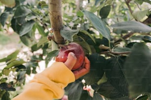 Una persona che raccoglie una mela da un albero