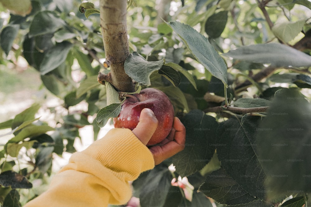 a person picking an apple from a tree