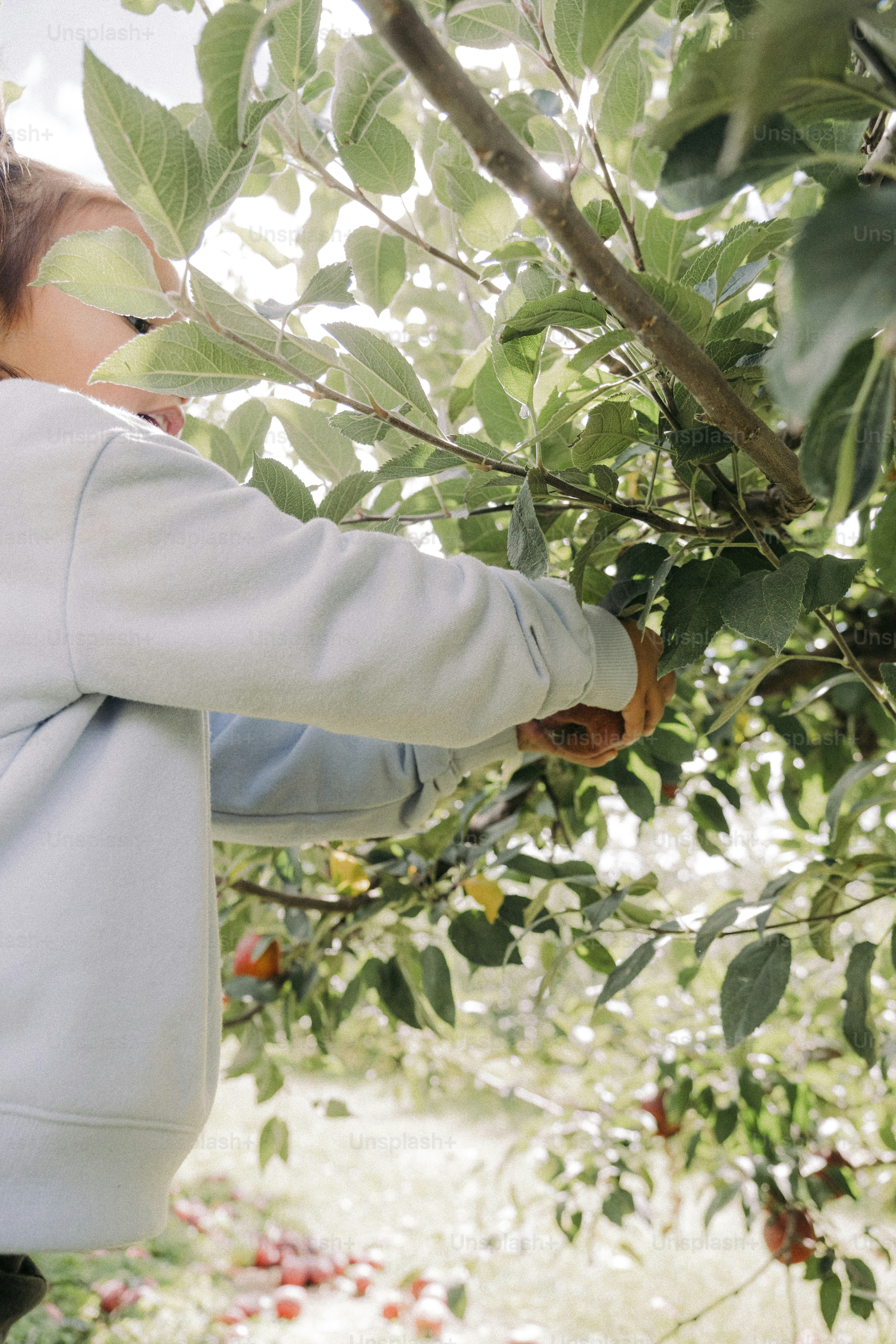 a woman picking apples off of a tree