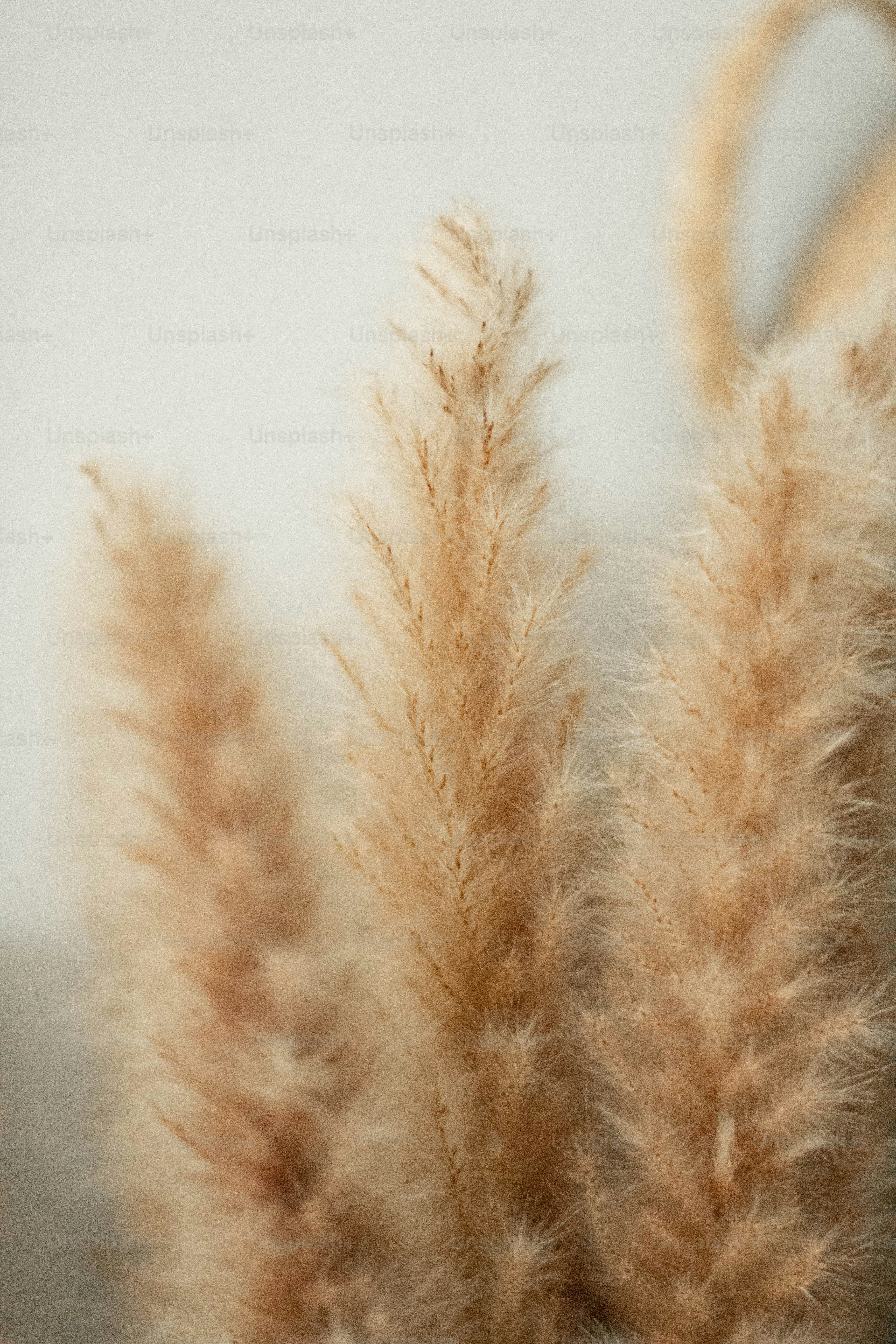 Nahaufnahme einer Pflanze mit verschwommenem Hintergrund