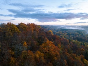 a view of a forest from a high point of view