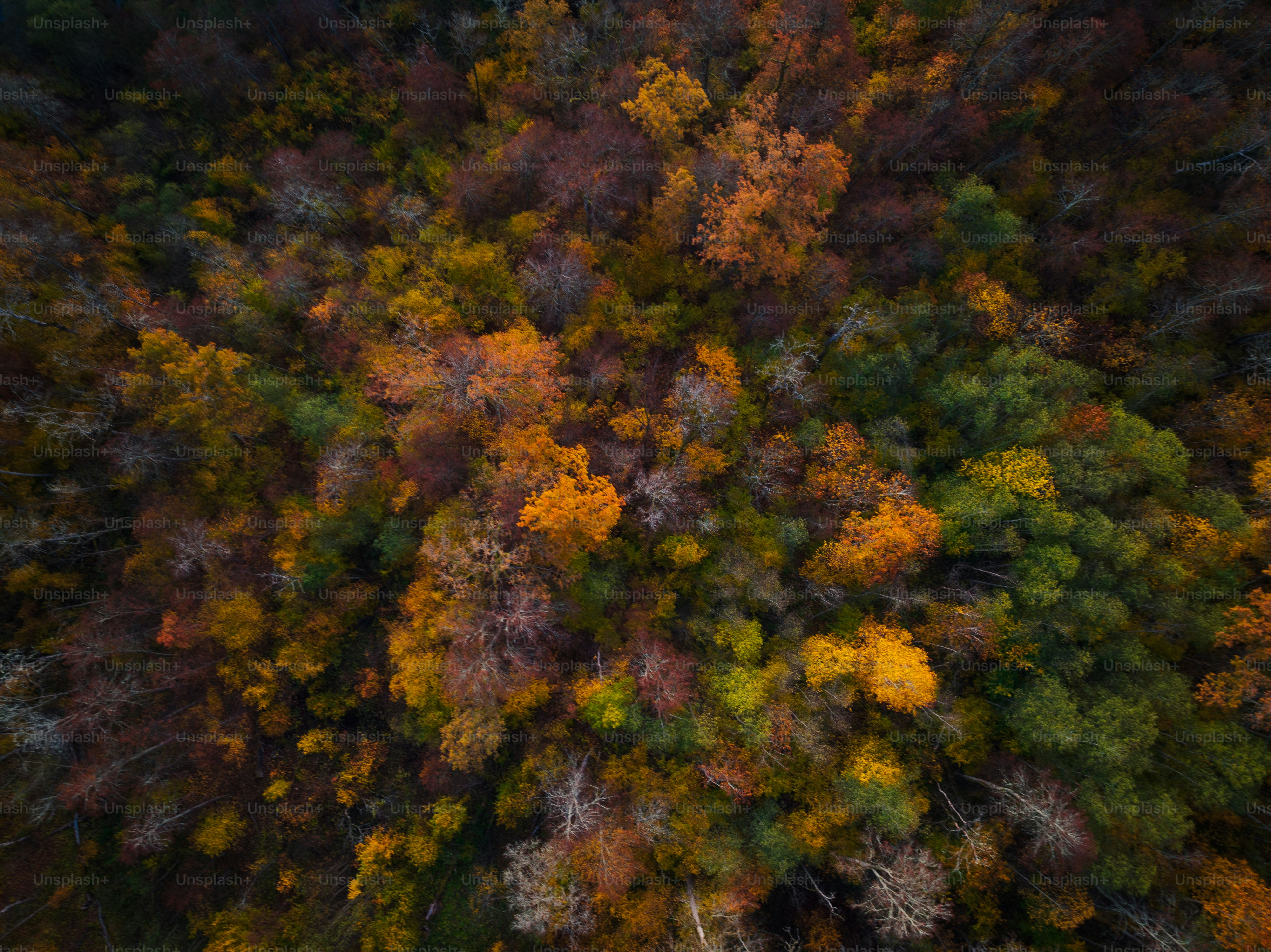 an aerial view of a forest with lots of trees