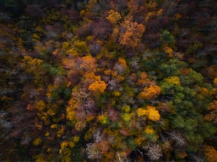 an aerial view of a forest with lots of trees