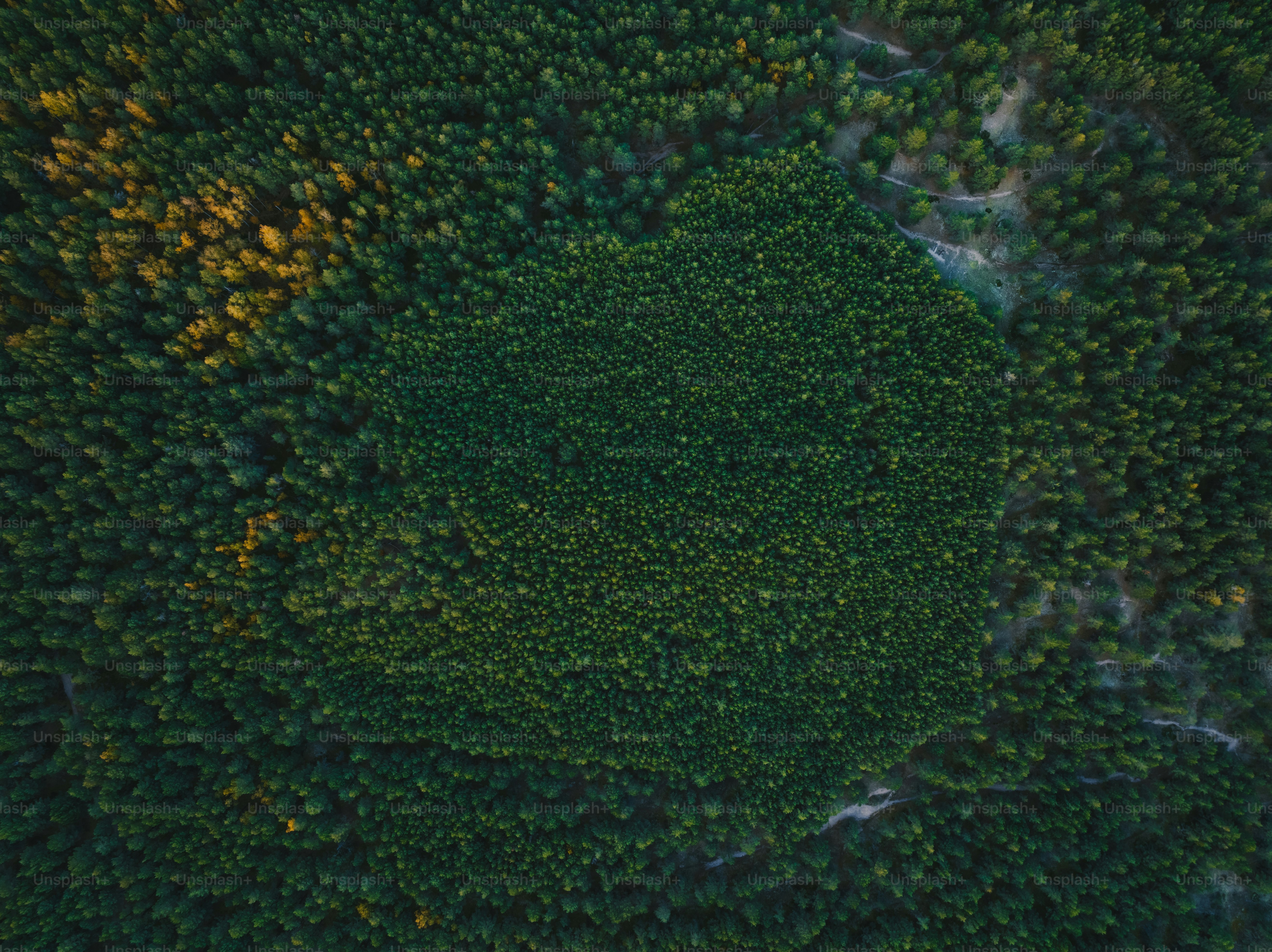 an aerial view of a forest with lots of trees