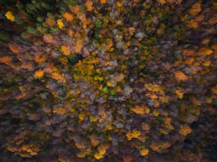 an aerial view of a forest with lots of trees