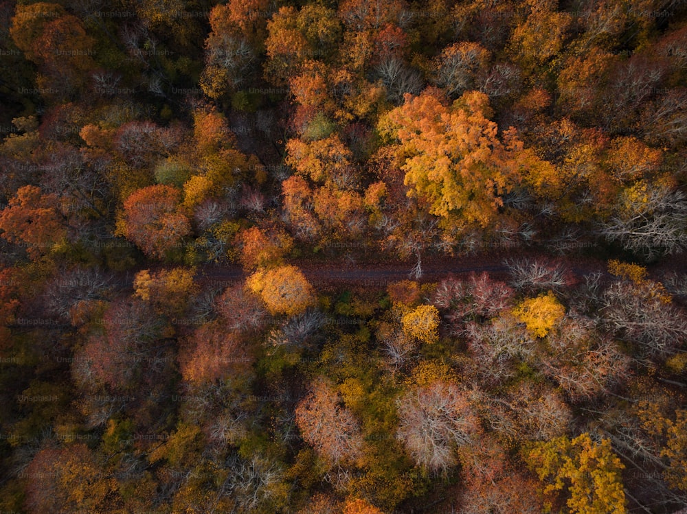 an aerial view of a road surrounded by trees