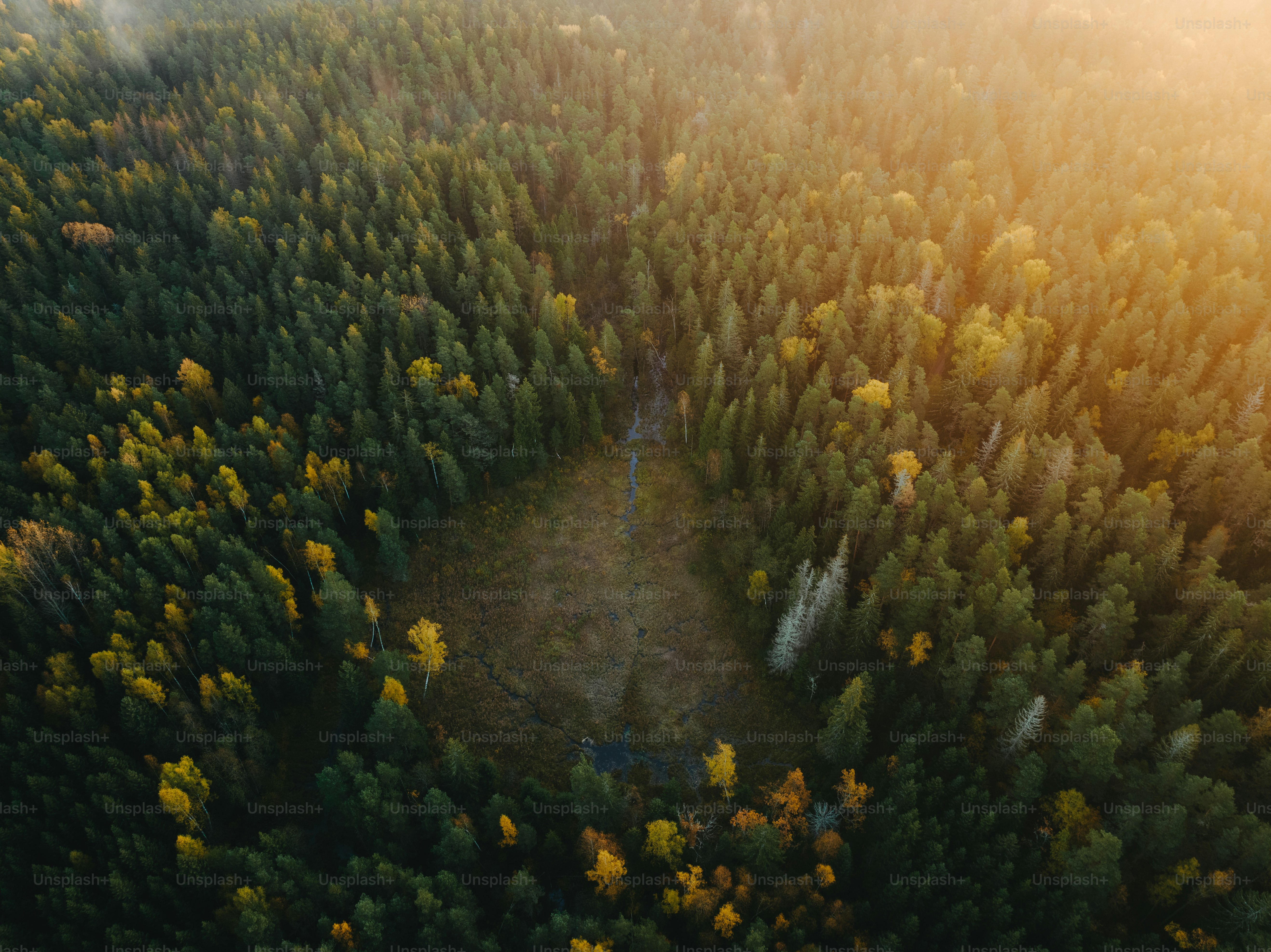 an aerial view of a forest with lots of trees