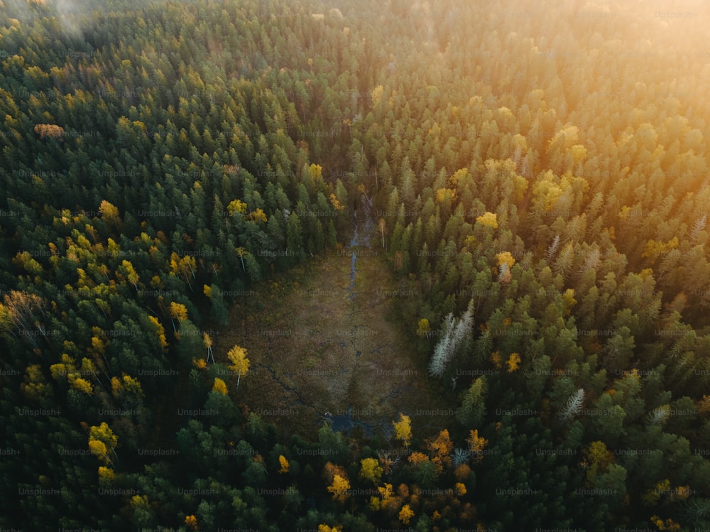 una vista aerea di una foresta con molti alberi