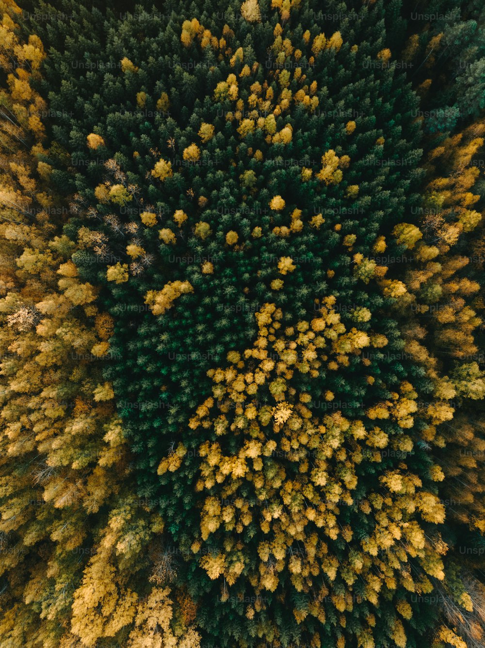 une vue aérienne d’un groupe d’arbres