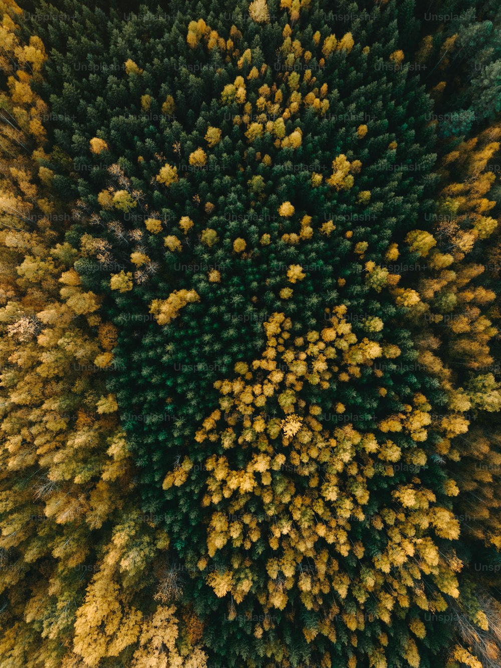 an aerial view of a group of trees