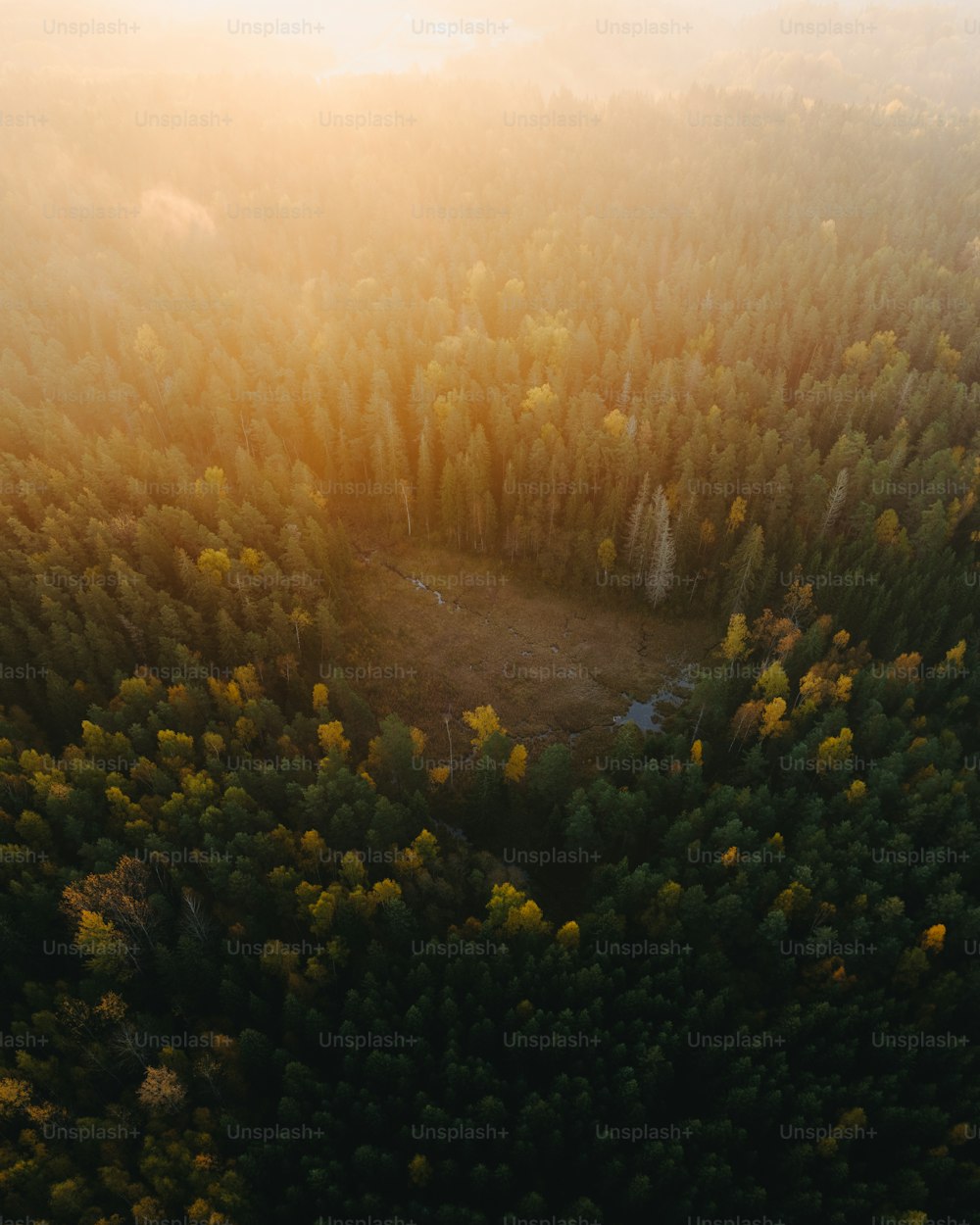 an aerial view of a forest in the sun