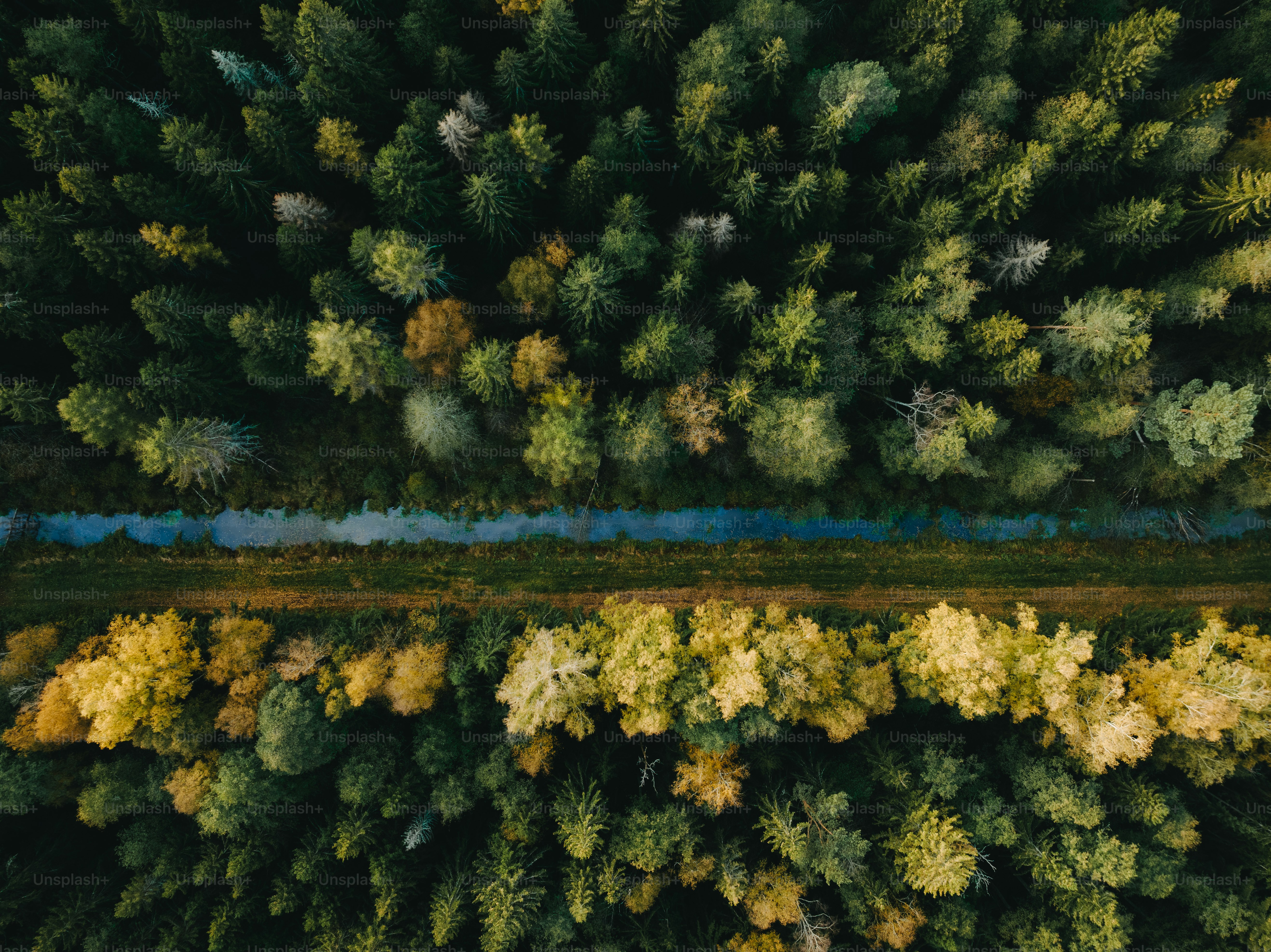 an aerial view of trees in a forest