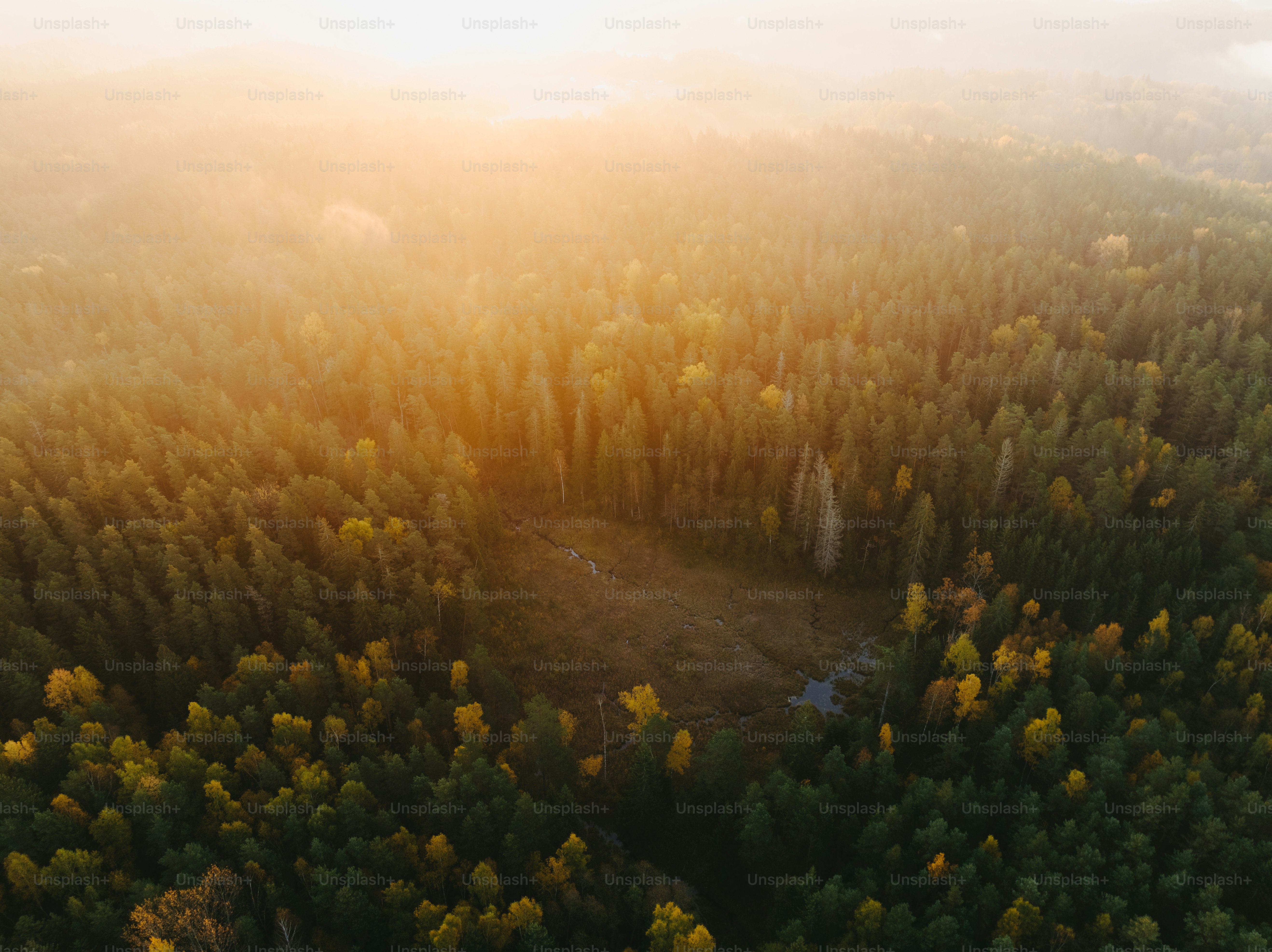 an aerial view of a forest with a river running through it