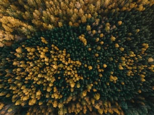 an aerial view of a forest with lots of trees