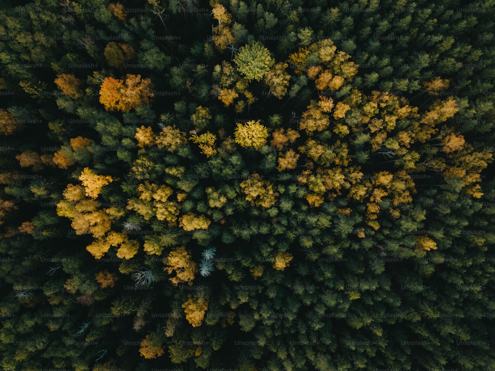 an aerial view of a forest with lots of trees