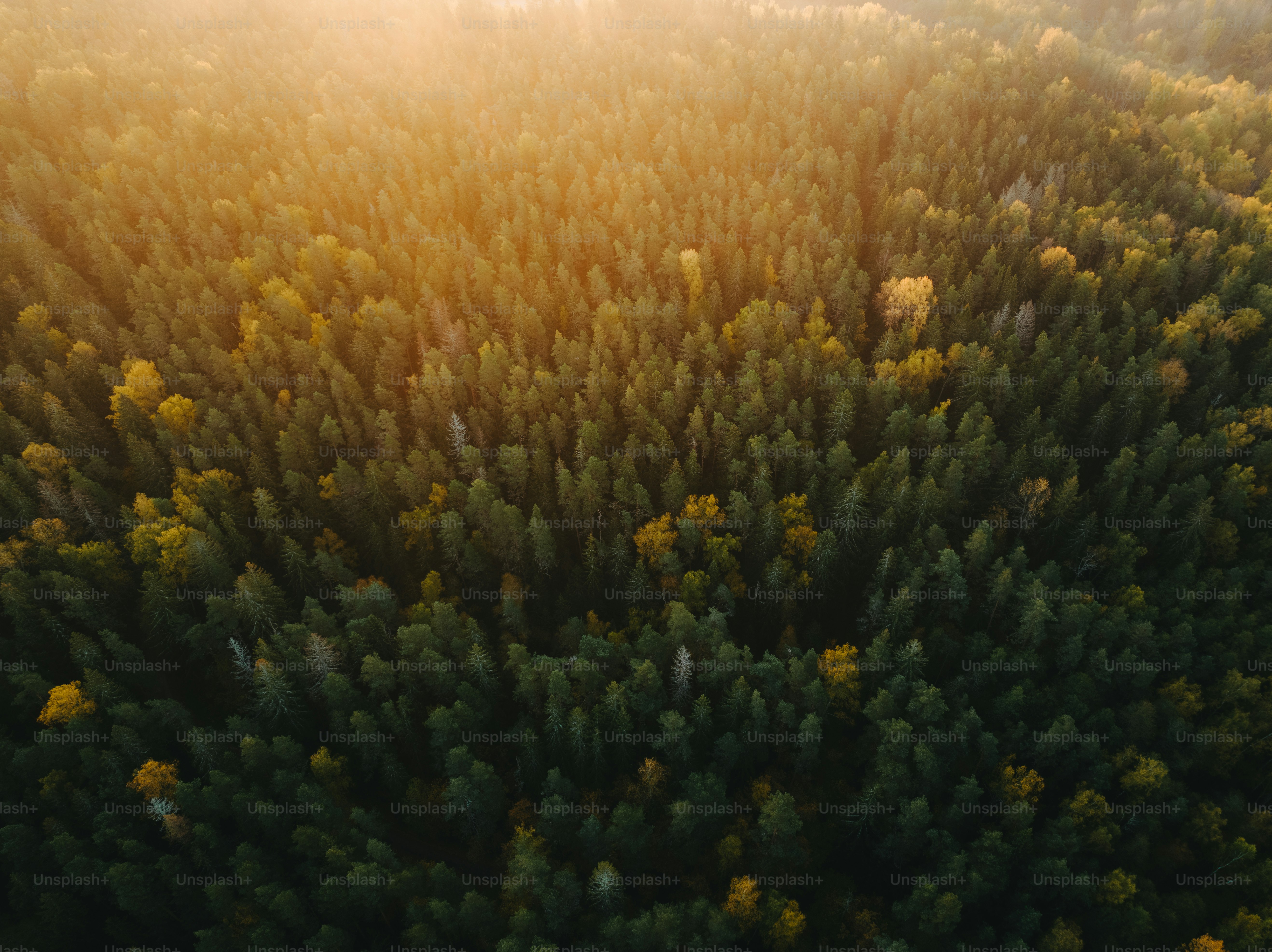 an aerial view of a forest with lots of trees