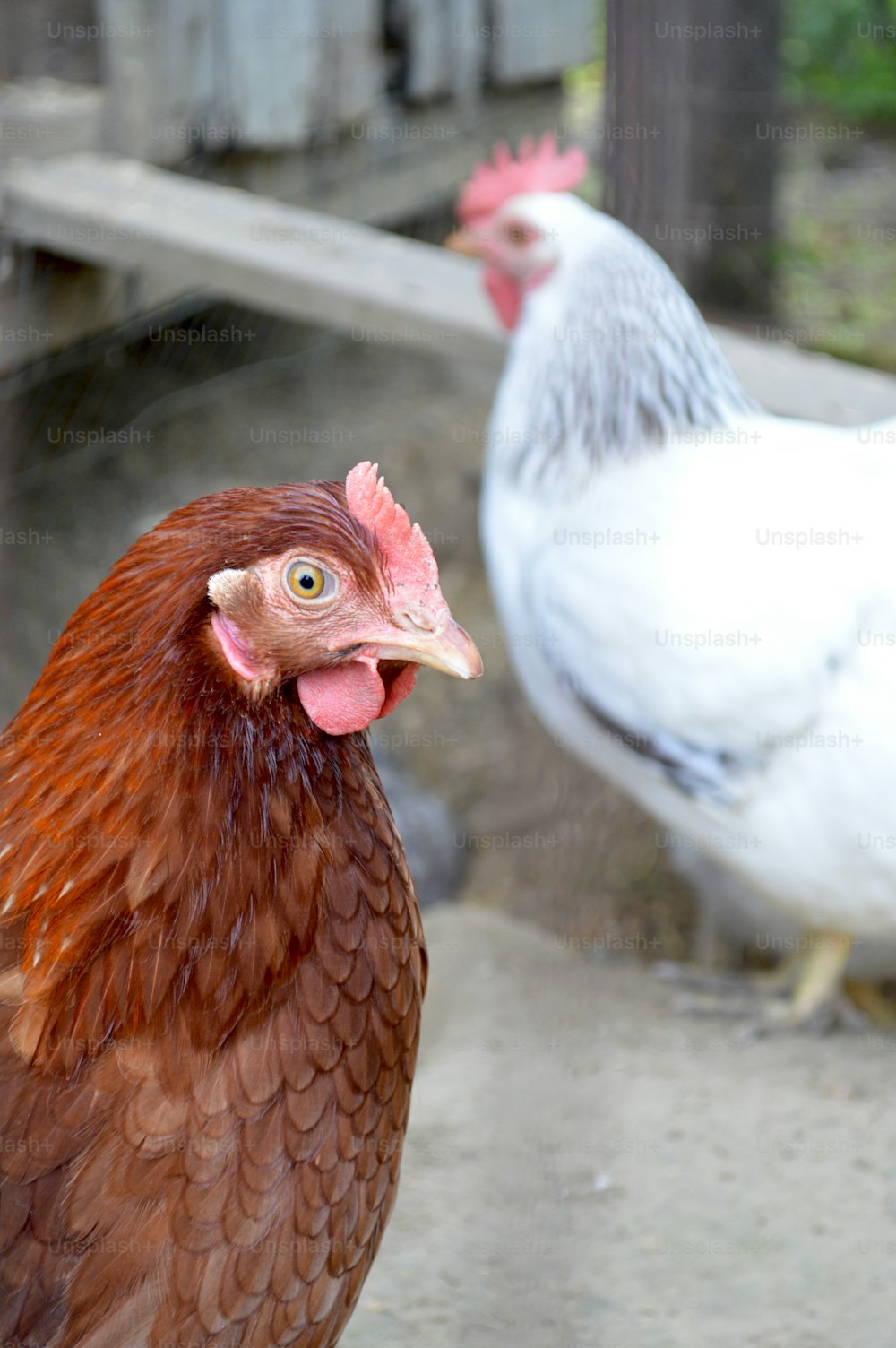 a close up of two chickens near one another