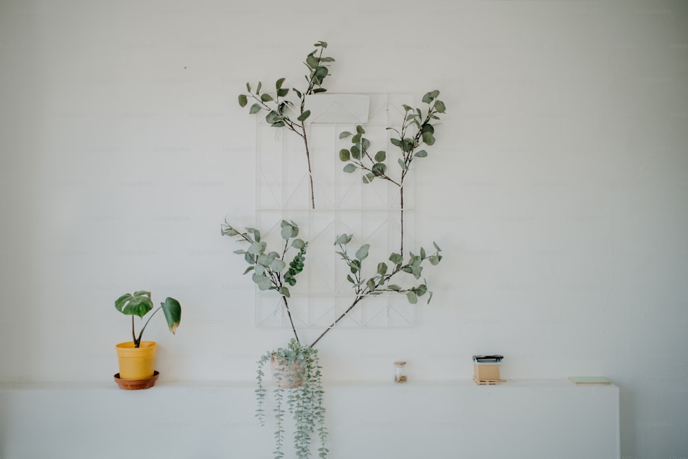 una pianta in vaso seduta sopra uno scaffale bianco